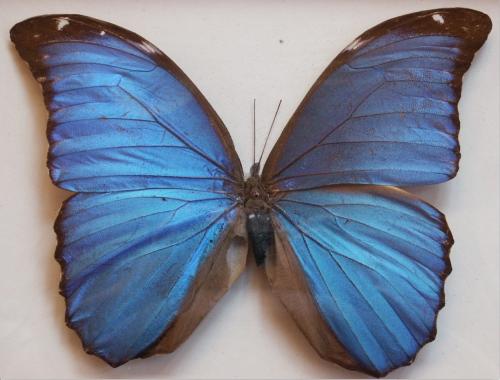 Morpho menelaus